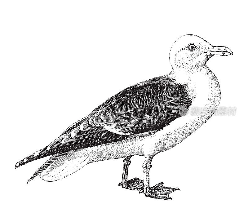 大黑背鸥(Larus marinus) -复古雕刻插图